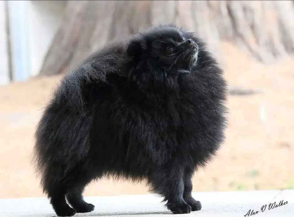 Trenarwyn Chariot of Fire