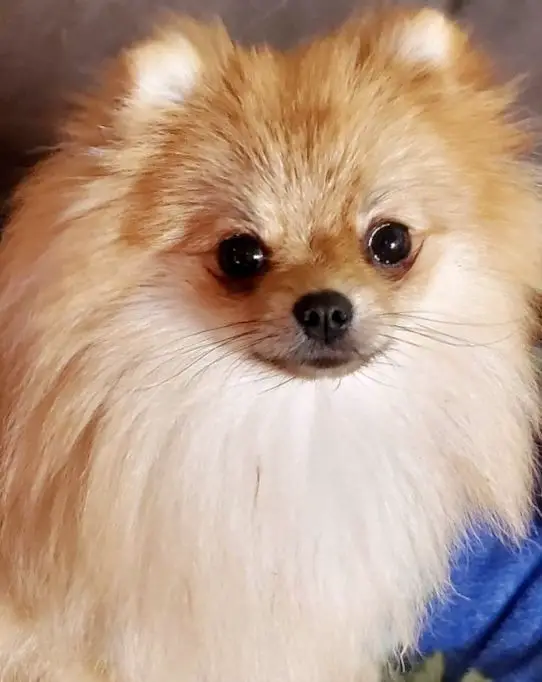 PARK AVENUE TINY DANCER TATIANA