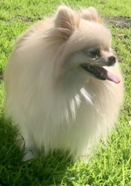 BARBARA'S PRECIOUS POM'S MARSHMALLOW