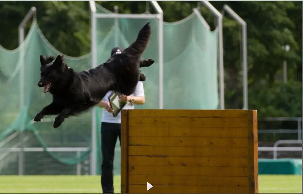 V(BSZS) Erna vom Westerloh