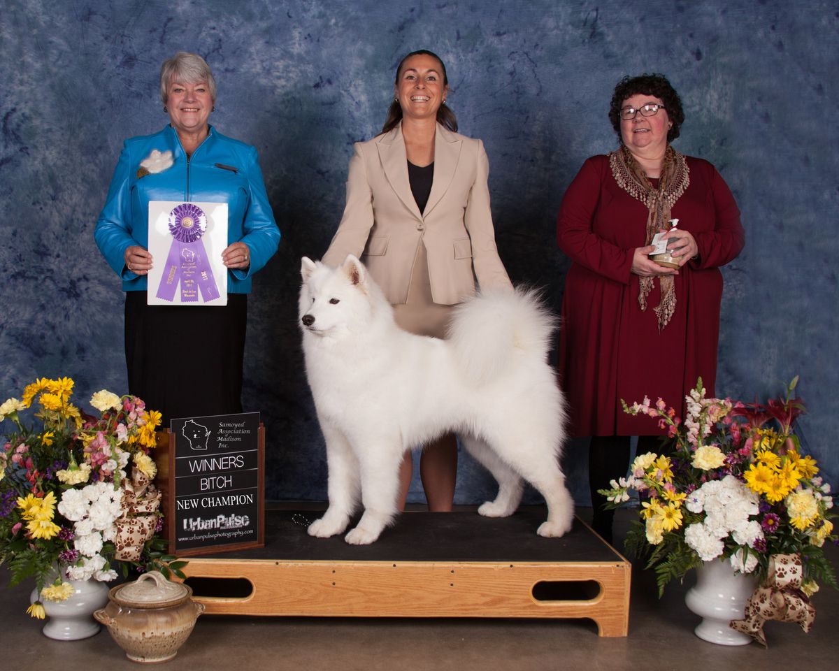 BIS GCH CH Ivory Storm's Arctic Point