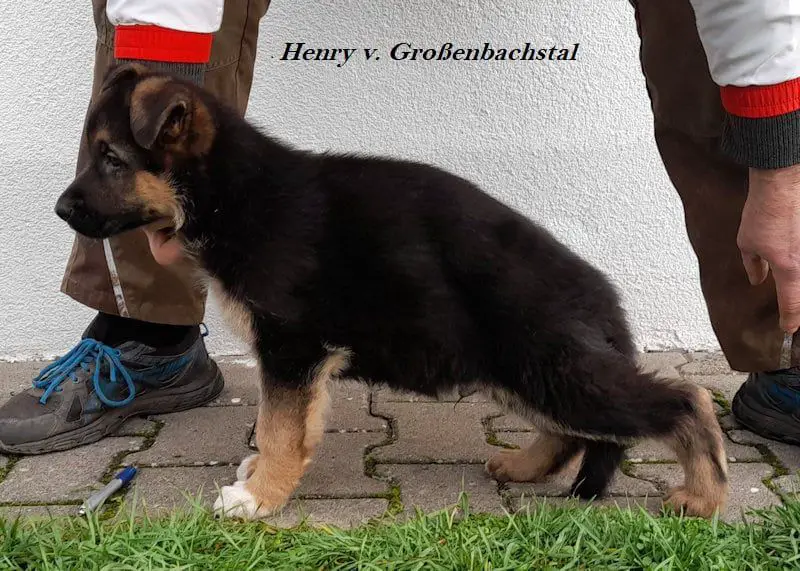 Henry vom Großenbachstal