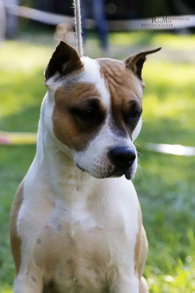 Mashel Spirit Sprazzi Di Sole