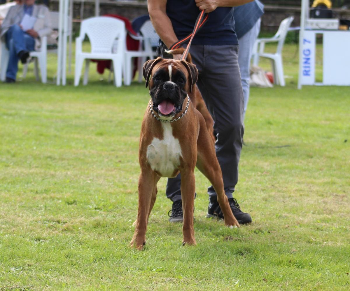 SLOVAKIA CHAMPION FEDOR JAMES BOX