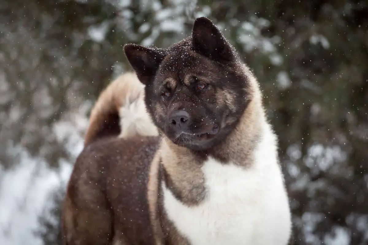 CIB, RUS/MOL GCH, NKP/RUS/RKF/GEO/AZ/AR/CUR/MOL CH Zoloto Sevara Viteliya At Top