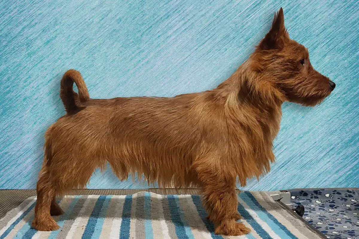 JCH RUS, JCHRKF, JCH BREED YAKOGOR GELIODOR DAR SOLNTSA