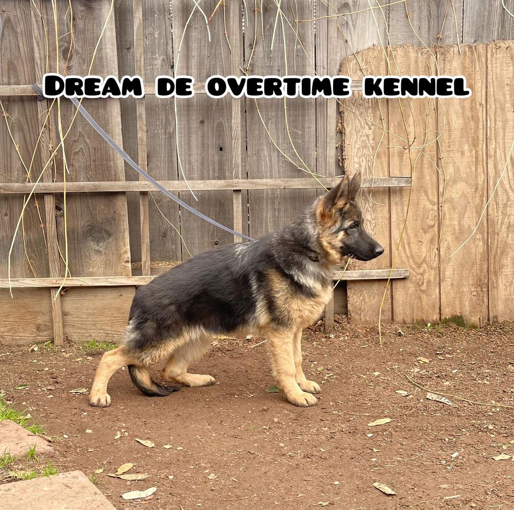 Dream de Overtime Kennel