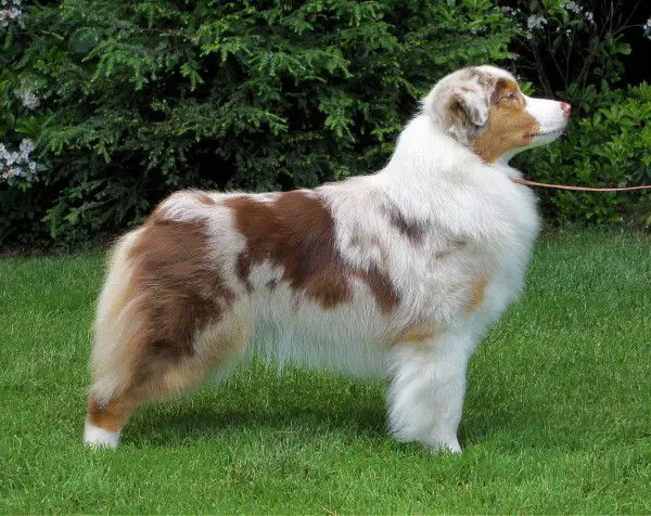 AKC GCh ASCA/UKC Ch Checkerberry Just Because