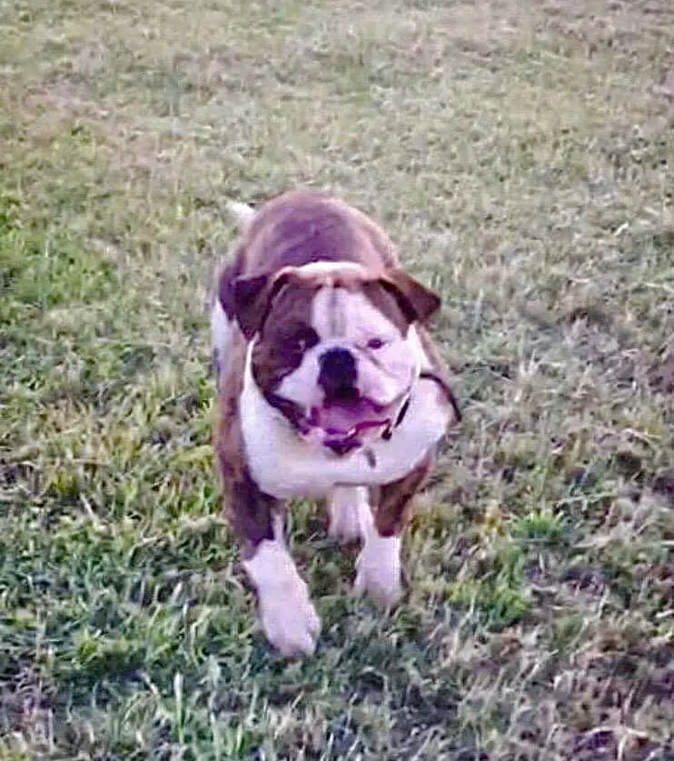 Knight’s Hard Hitting Gunz