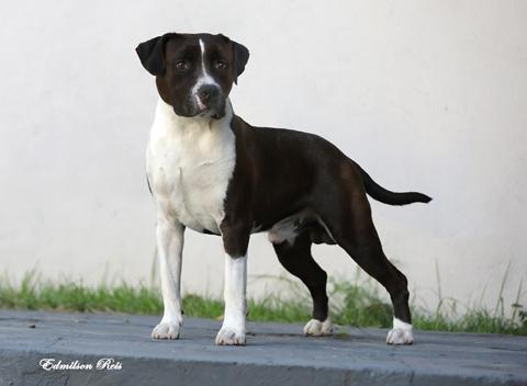 Gadelha's Midnight Rambler