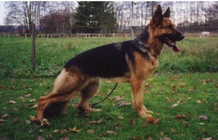 V Tirana vom Christinen Brunnen