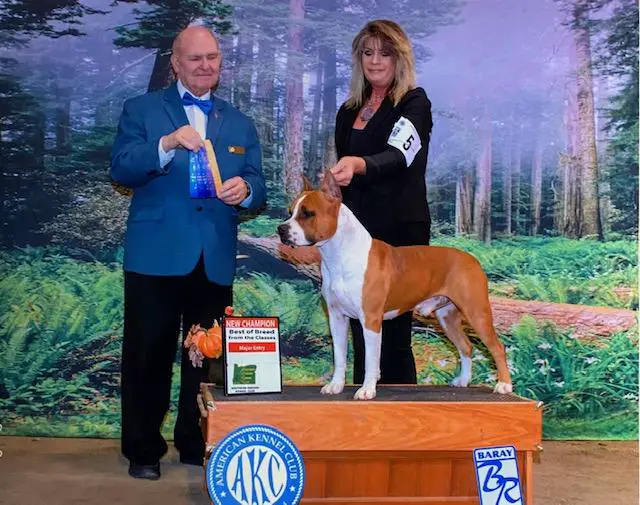 AKC CH UKC CH Malones Trump Card