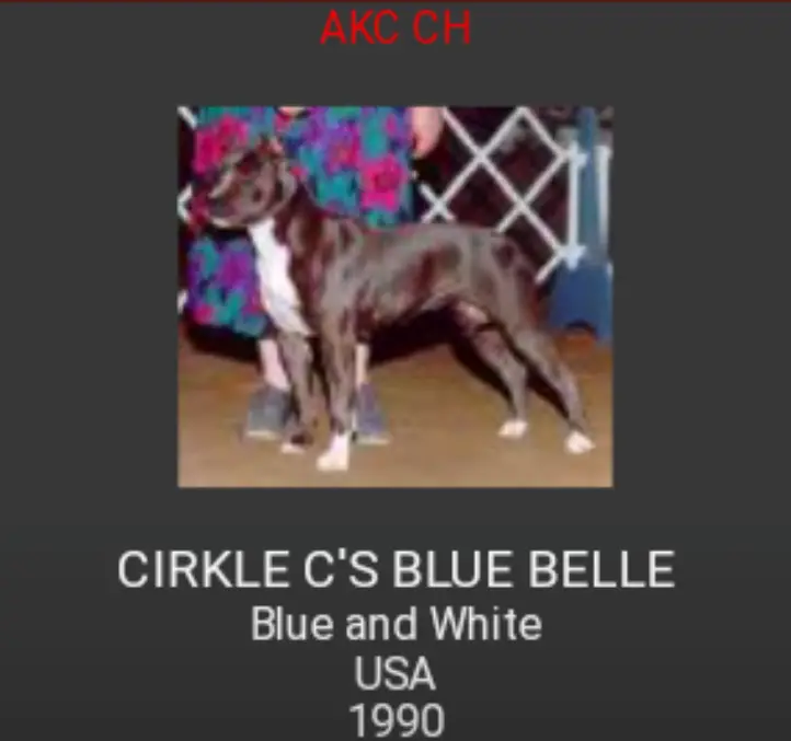 CIRKLE'S C'S BLUE BELLE