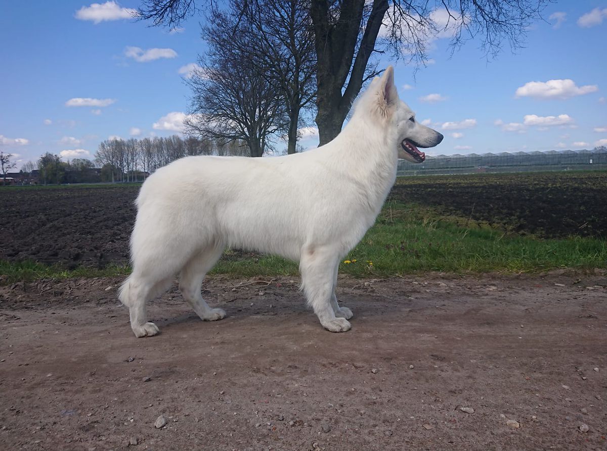 BYCh Raelynn Sweetheart of the Dutch Highlands