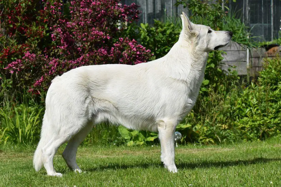 NAVARRO von Taglischindorf