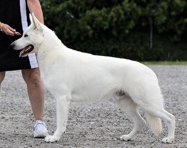 UKC Ruby Grand CH Royal Thunderbolt Zeus