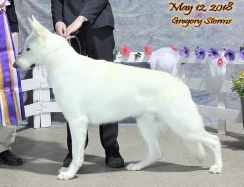 UKC CHAMPION FURRARI'S TYSON OF WEISENGEIST