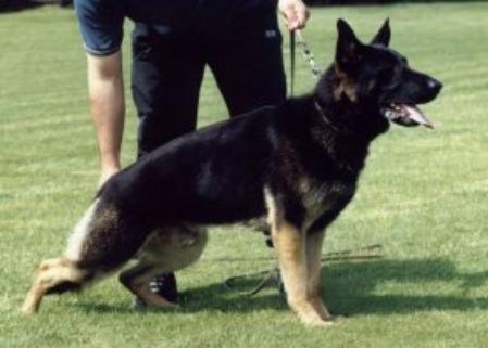 Norman von der Schiffslache