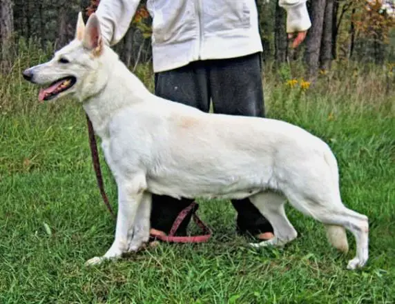 FURRARI'S ATHENA