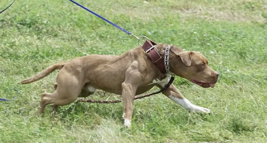 Hickory Hill's Tacoma Buster Brown
