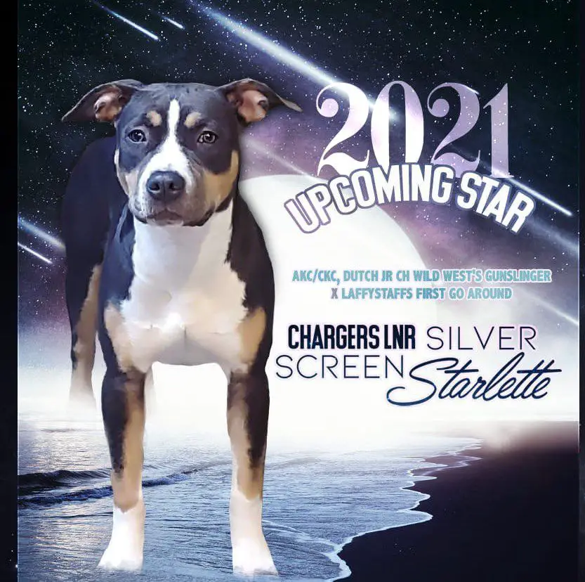 Chargers LNR Silverscreen Starlette (Ginger)