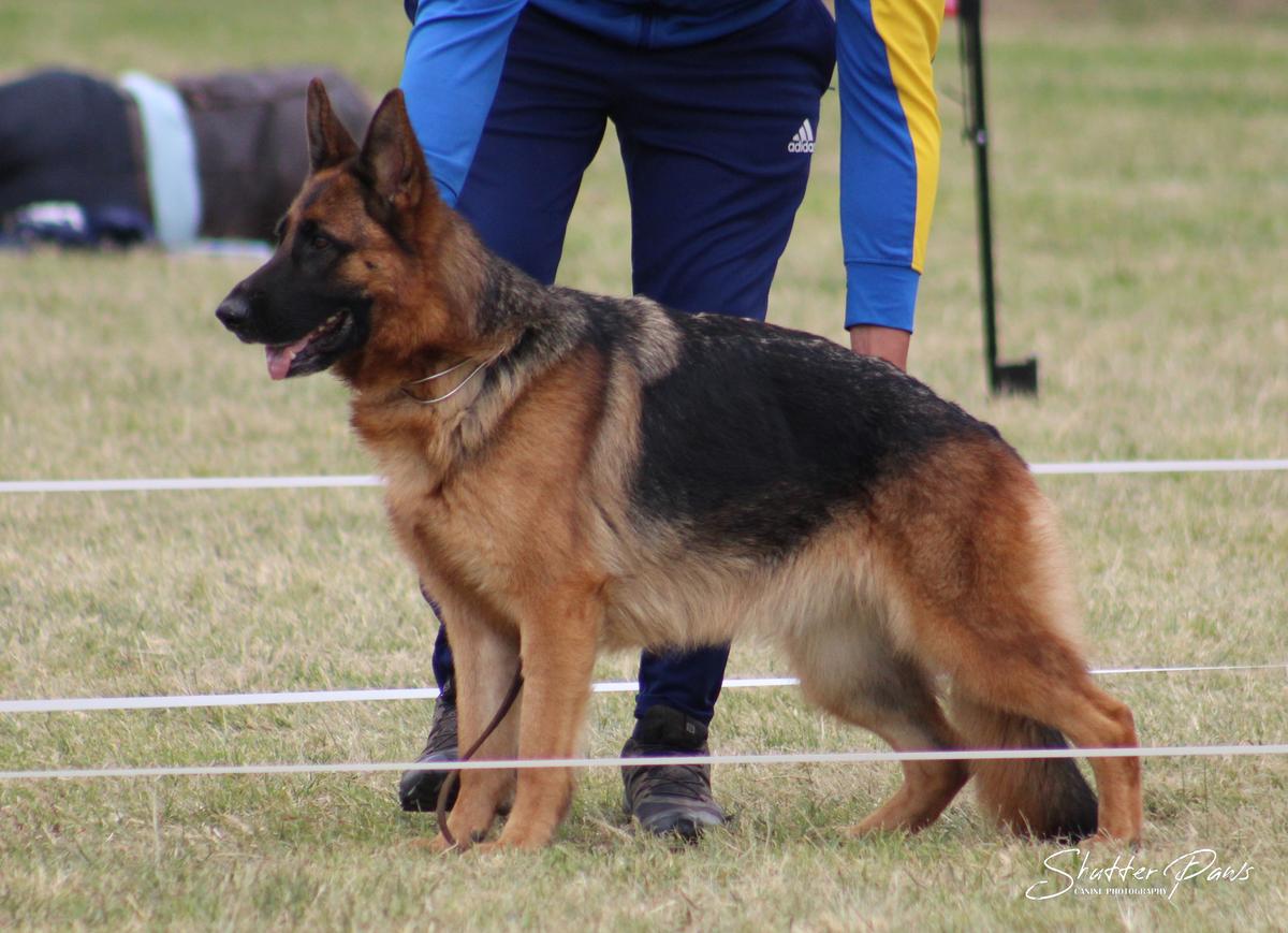 V(NBS), Breed Survey For Life Kaos la Clarochel