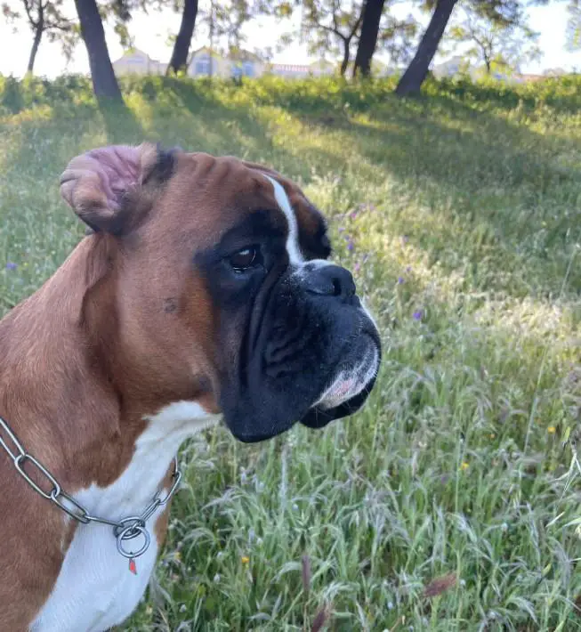 Avangardbox Daiquiri