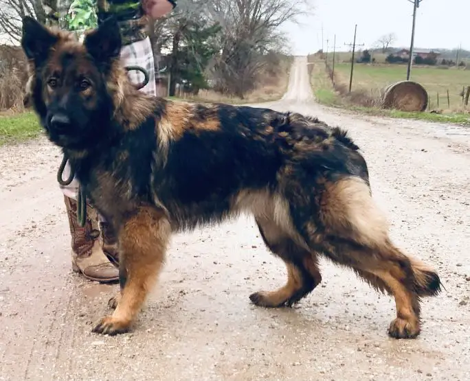 Kimber Des Hausraben