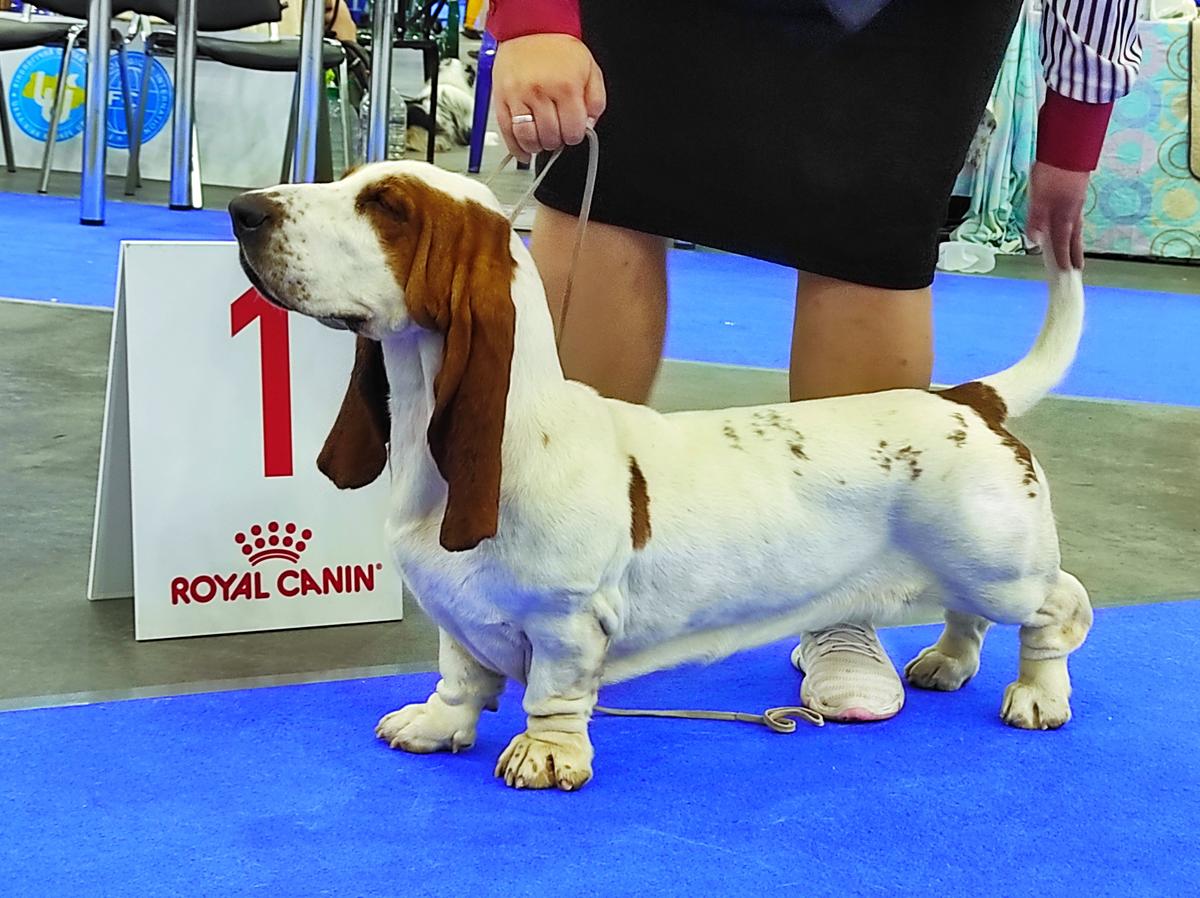 JCH.UA, Gr JCH.UA, CH.UA, 3* CACIB, 2*BOB KLEMENTINA Long Castle Hound