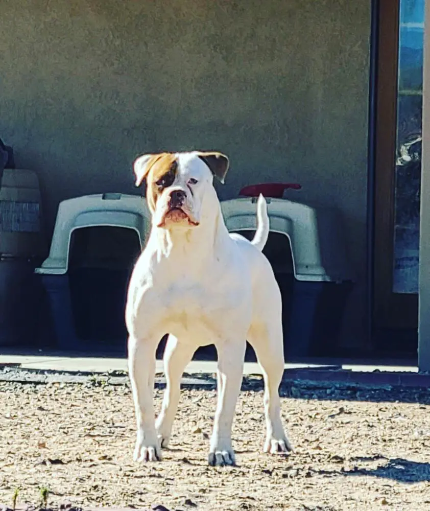 Vergara Bulls Dozie of T-Town Bulldogs