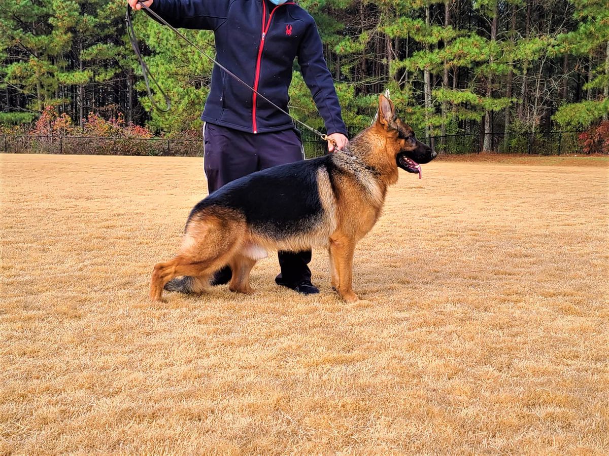 SG1; V13 US Siger 2022 Rollo Von Bienenwald