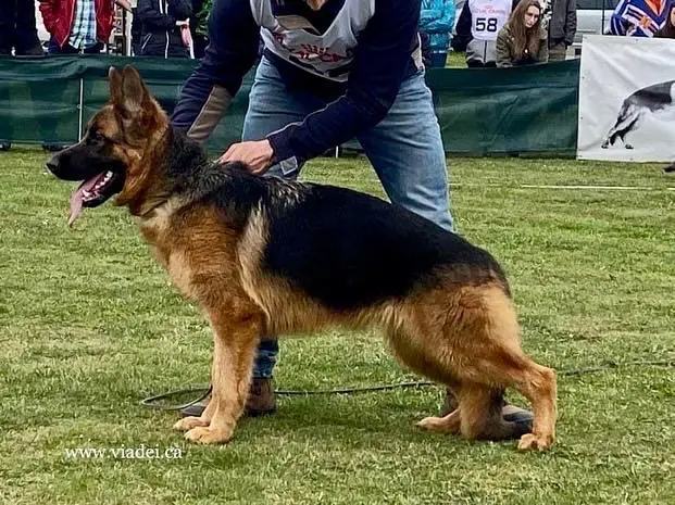 SG3 Frigga Nova Jamina