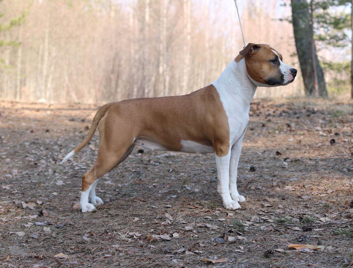 NL / FI / VDH / LV / INT CH Hullaballoo's Can I Have Your Attention