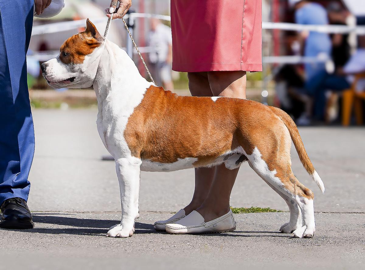 Junior Grand Champion Infant Iz Doma Lankaster