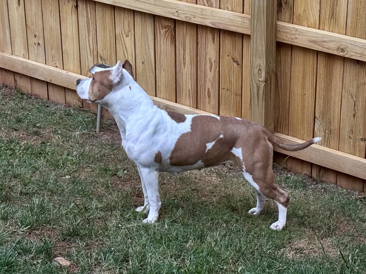 Razzle Dazzle Tipit z Hanky