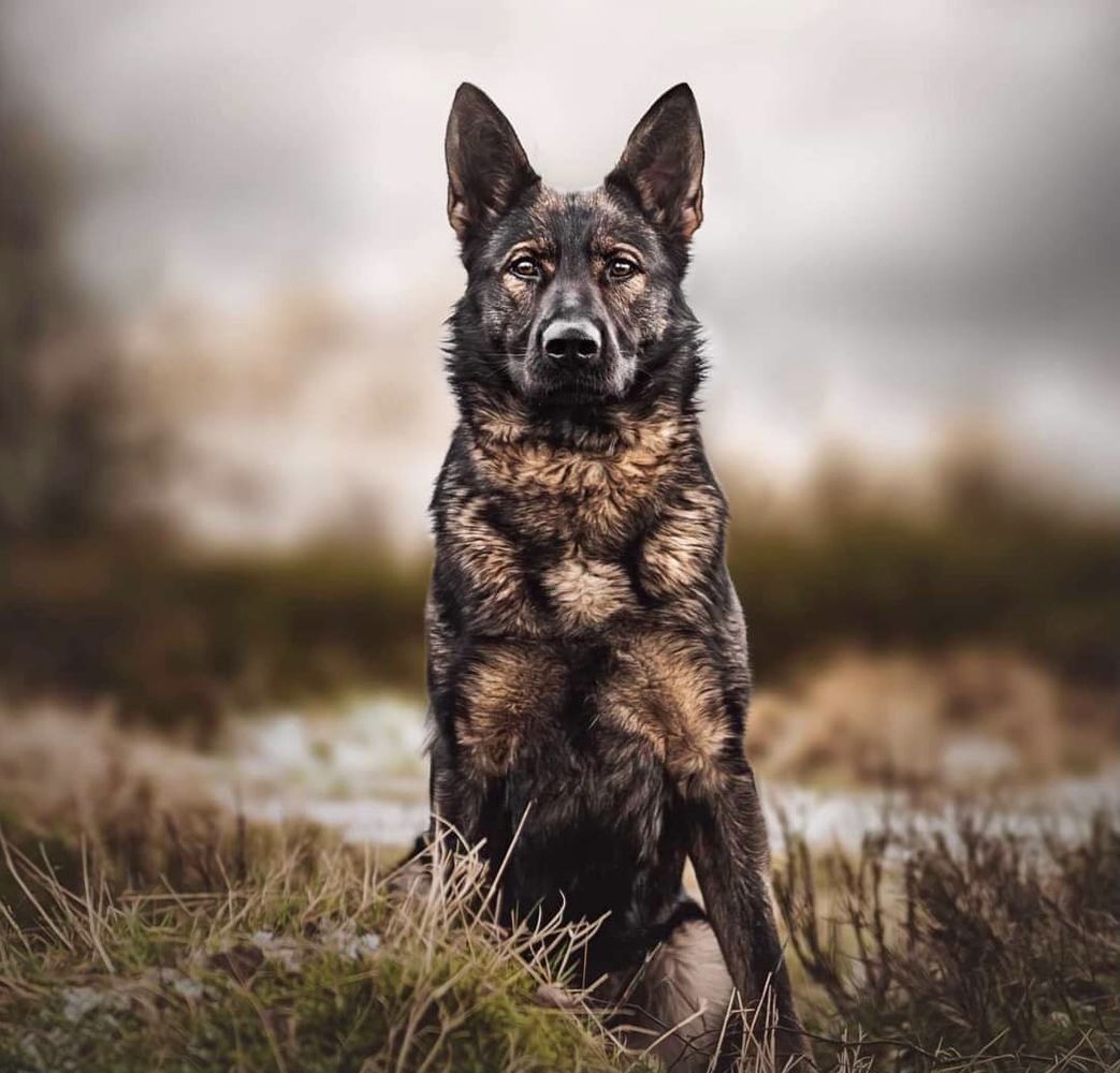 Mimi von der Kezijas vom Huntgard