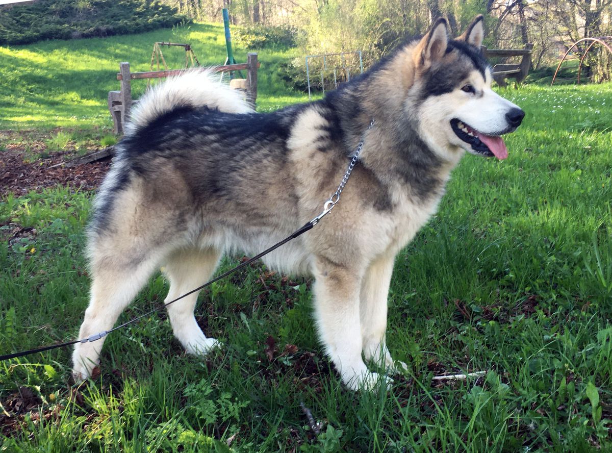 JCHMK JGCHMK CHSRB GCHSRB Charles Northern Sunrise