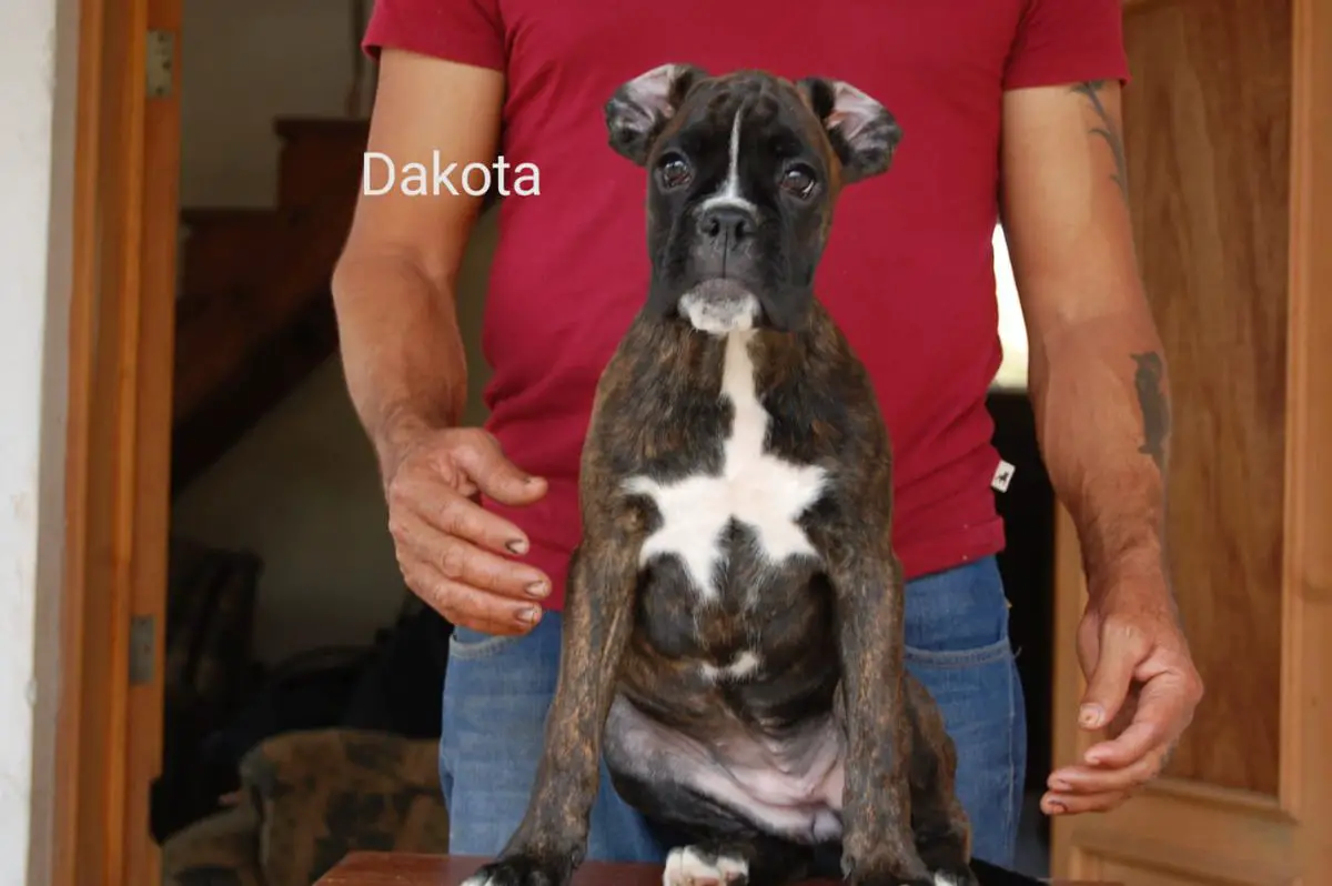 Dakota (Preciado)