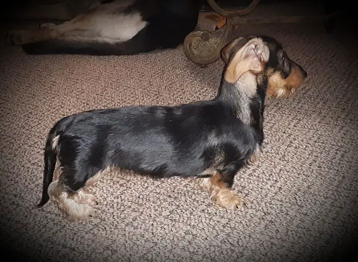 VHH's Misty Mornings on the Railway MW