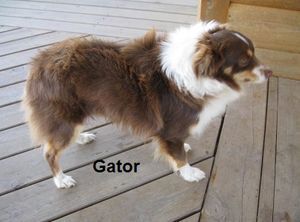 Herddogies Dancing Red Gator