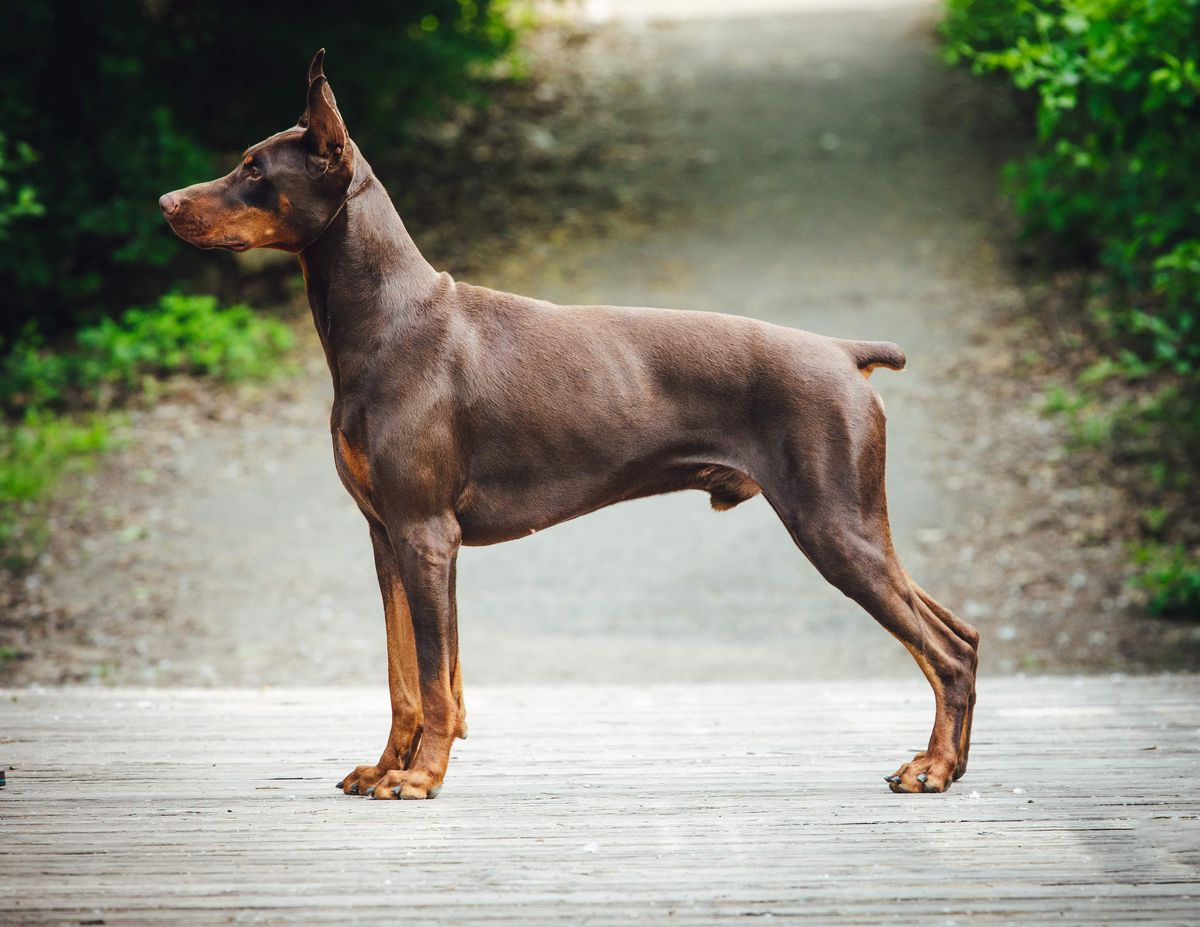 NC UKC GCH Benchmark's Greatest Showman