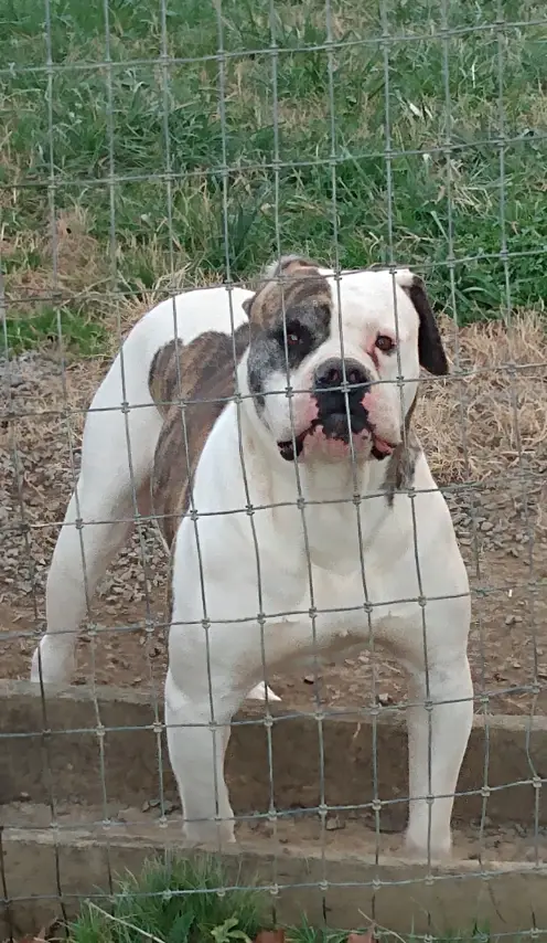 Razorbacks Rowdy Man V "Blackjack"