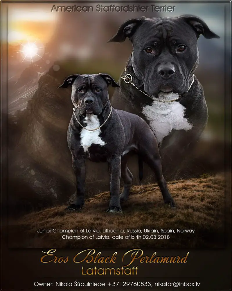 CH LV, JCH LV, JCH LT,JCH RUS,JCH UA,JCH ESP,JCH NO EROS BLACK PERLAMURD LATAMSTAFF