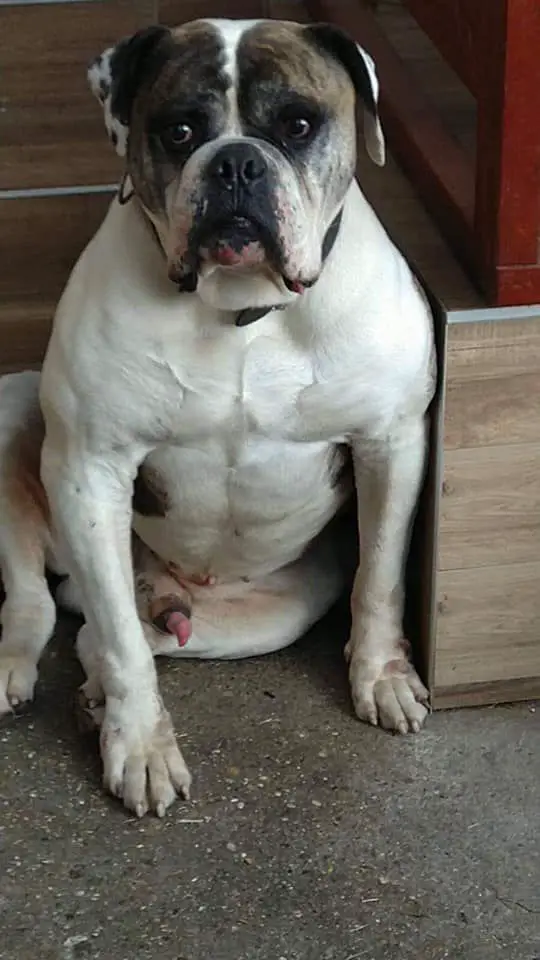 Randy of Nedel's Bullys