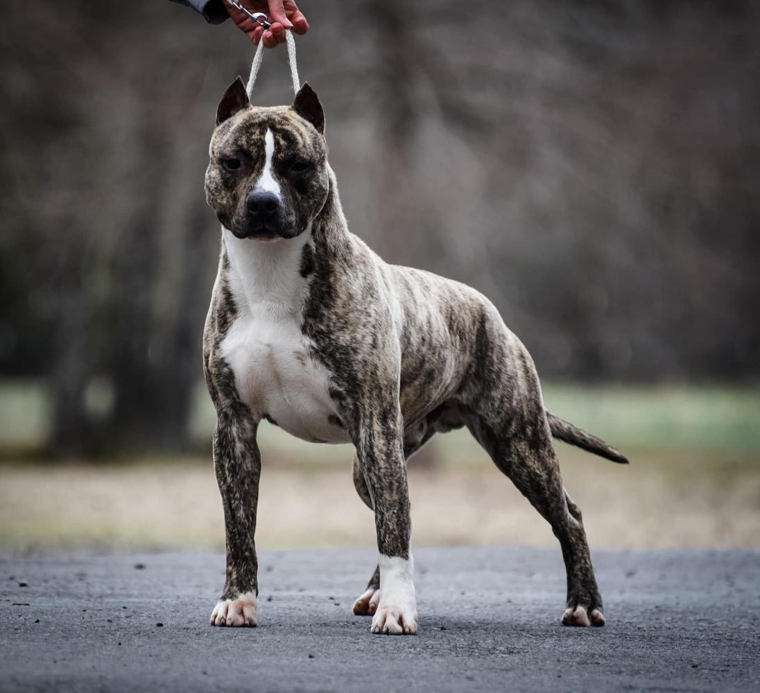 AKC CH Pinnacle's Old Fashioned Taste