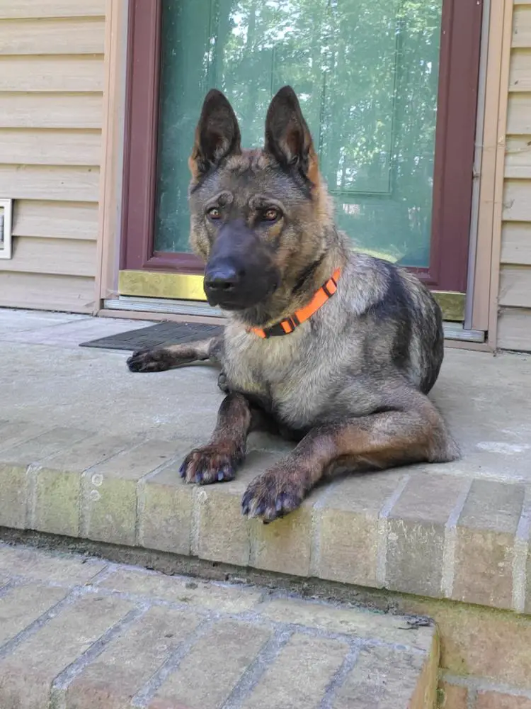 SG 1 Becky od Romže