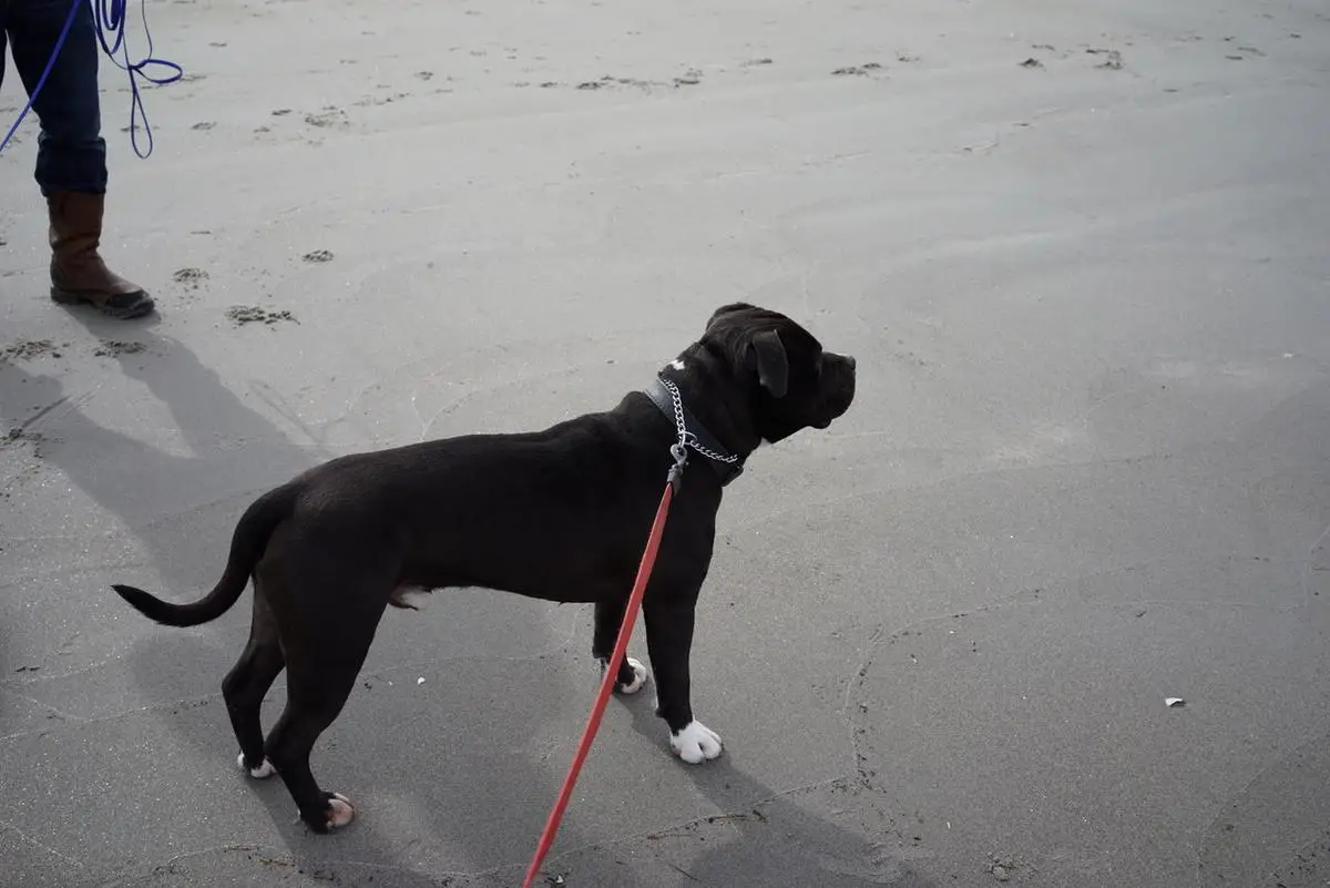 Hickory Hill's Big Woody