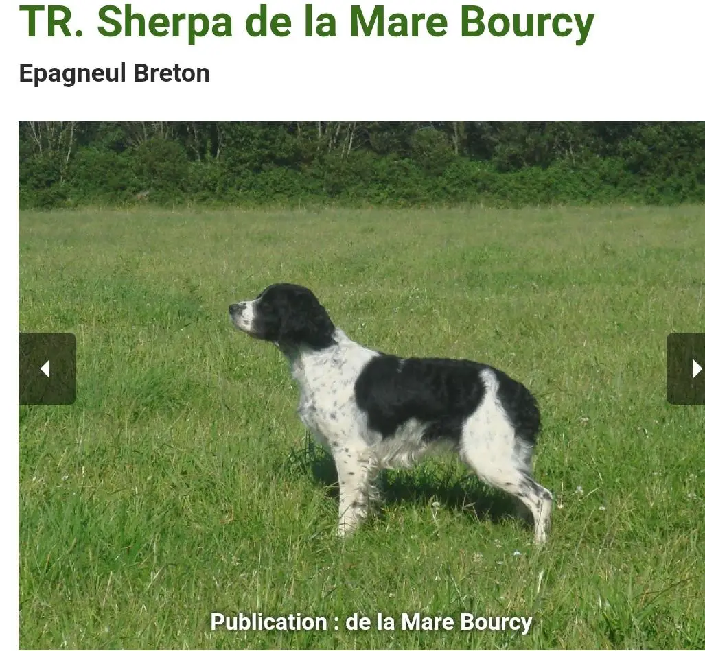 TR SHERPA de la Maree Bourcy