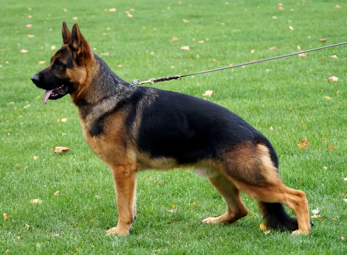 Omen von der Burg Königstein