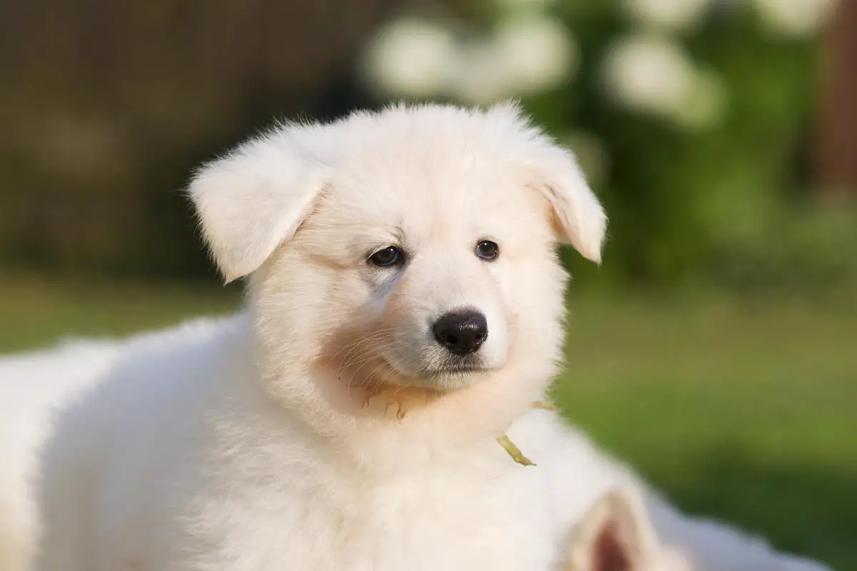 Patience of Angelotti